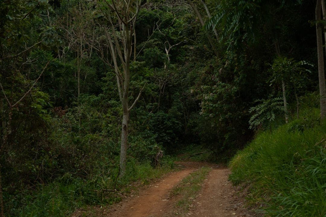 Trilha do Calcário — Cavernas do PETAR