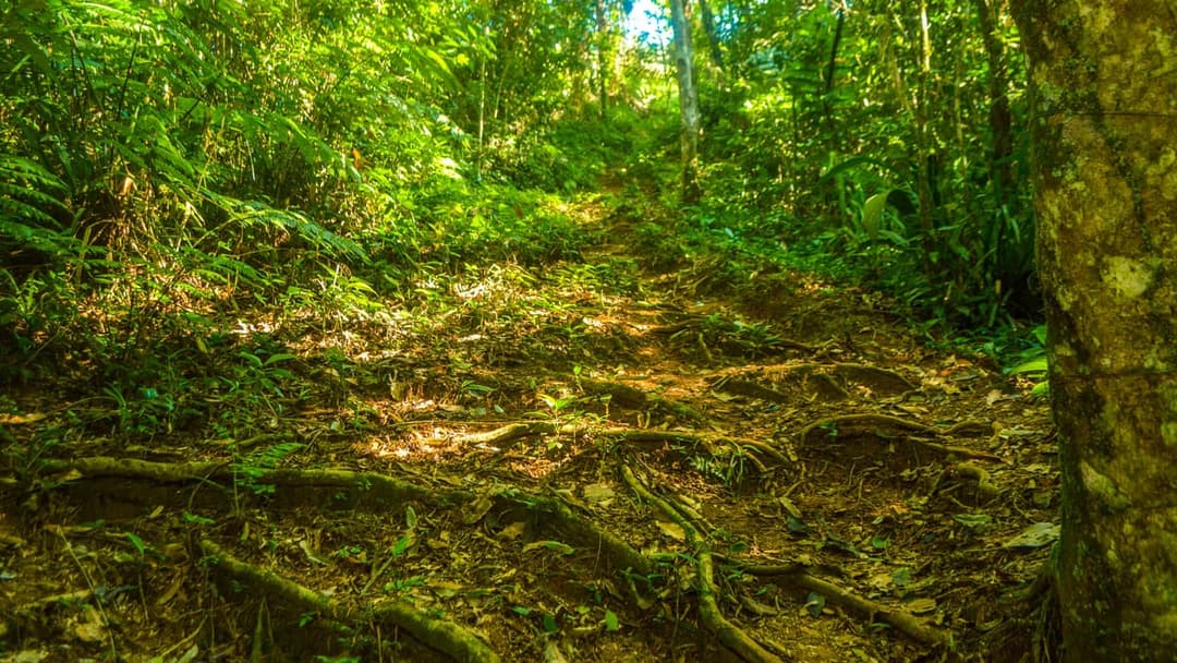 Trilha Picinguaba — Camburi