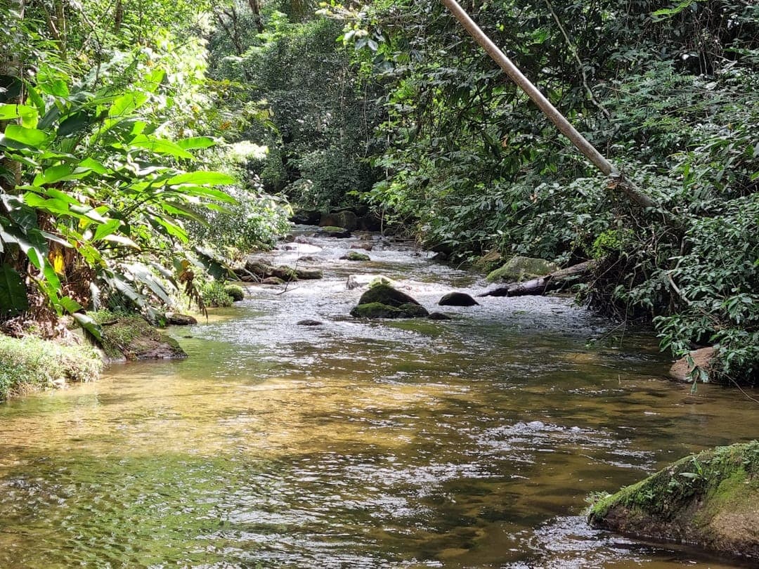 Trilha dos Jequitibás